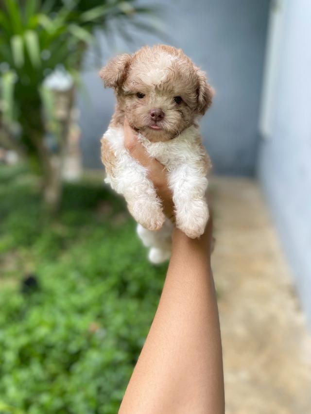 พุดเดิ้ลผสม น่ารักมาก รูปย่อยที่ 3