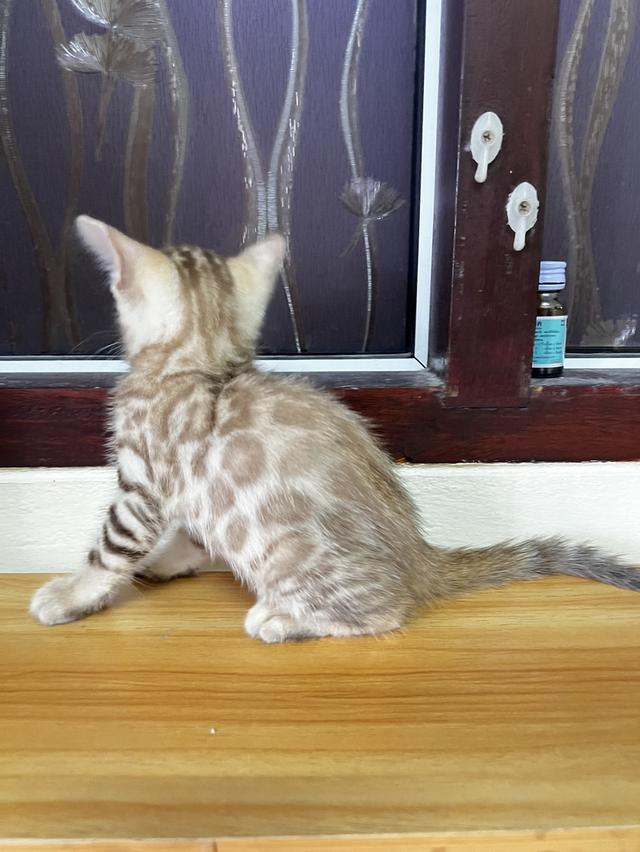 ขายน้องแมวเบงกอลสีสโนว์มิ้ง อายุ 2 เดือน เพศเมียค่ะ