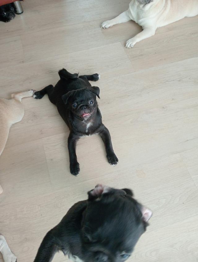 ลูกสุนัขสายพันธุ์ปั๊กแท้ พ่อแม่มีใบเซอ 3