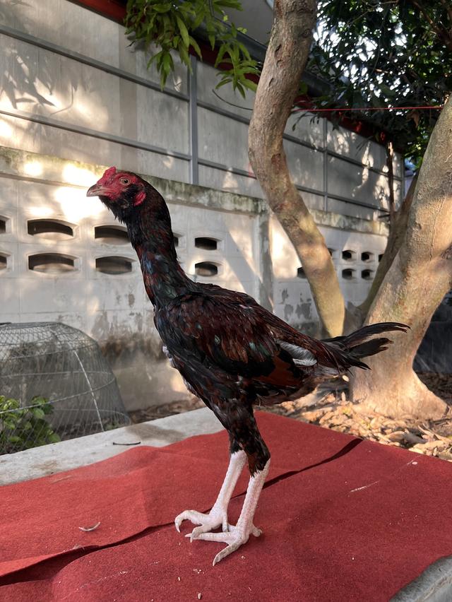 ไก่ชน หลานมหานคร + หลานโกวเซ้ม (สายแดงเล็ก)