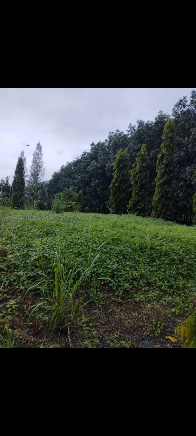 ขายที่ดินสวยวิวเขาธรรมชาติ เนื้อที่2ไร่ 6