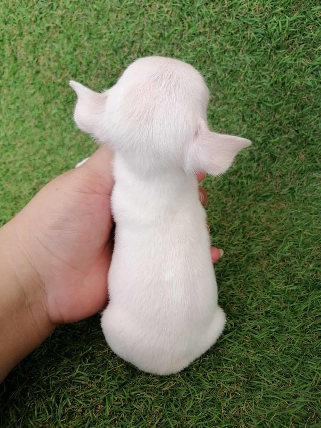 ชิวาว่าเเท้ขนสั้น ญ. 9