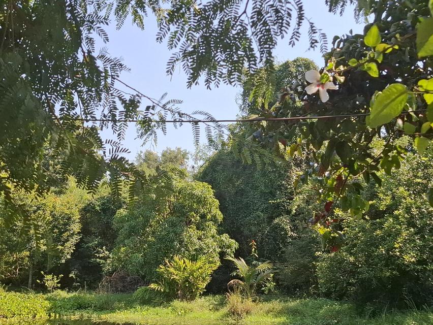 ที่ดินเปล่า 2 แปลงติดกัน หน้าติดถนนซอยบ้านดอนแต้วพัฒนา ต.พิกุลออก อ.บ้านนา จ.นครนายก 8