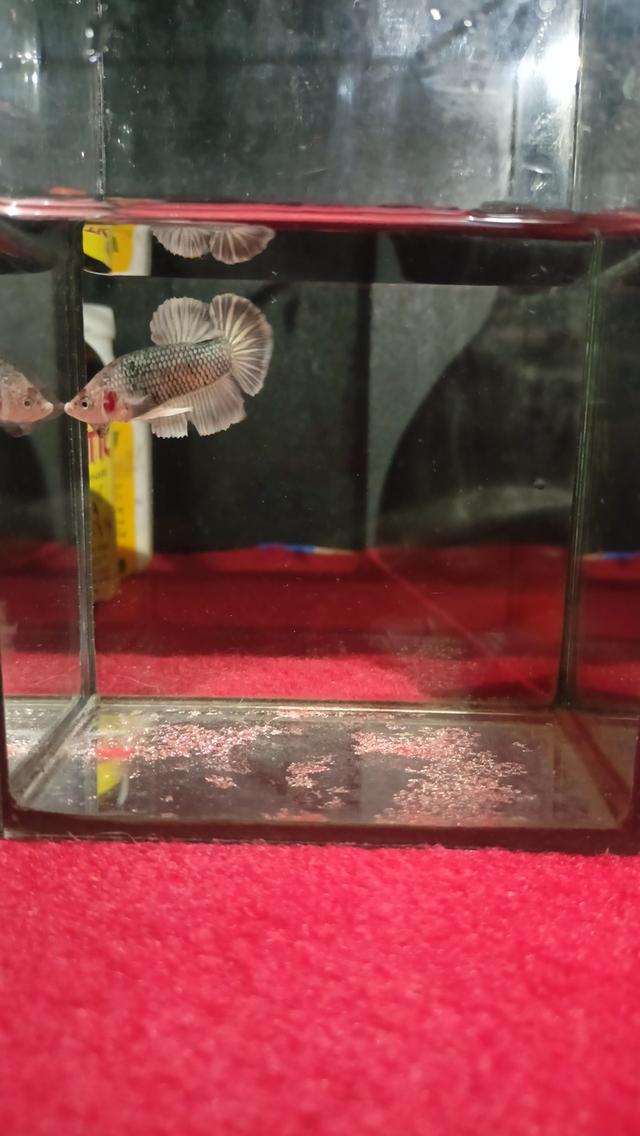 ปลากัดและปลากัดสวยงาม ปลีก-ส่ง รับได้ที่หน้าฟาร์ม มีบริการจัดส่งทั่วไทย