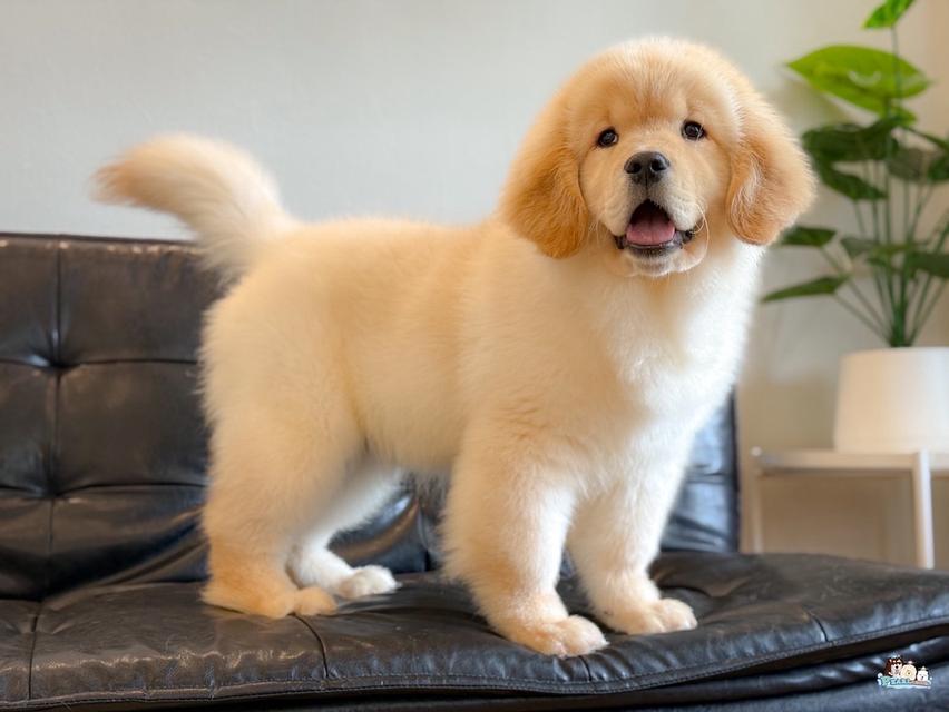 โกลเด้น นำเข้าจากประเทศจีน 7