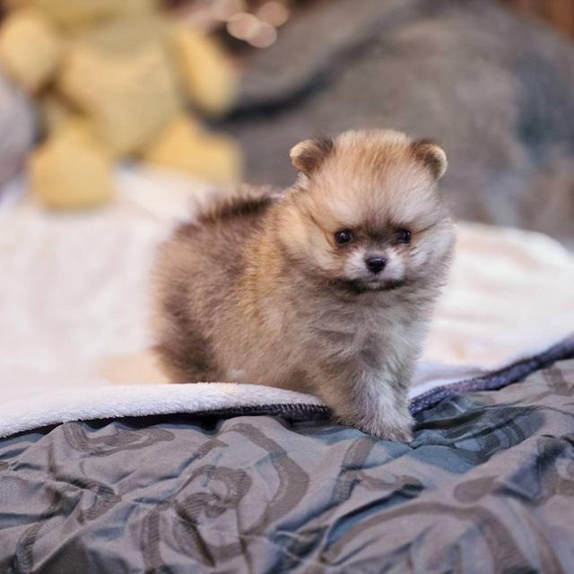 ปอมเมอเรเนียนแท้ ทีคัพ สีส้ม เมีย 7