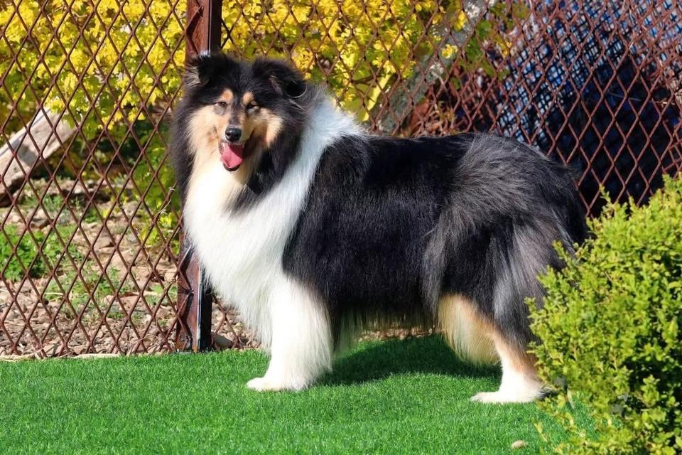 จำหน่ายน้อง Shetland Sheepdog  2