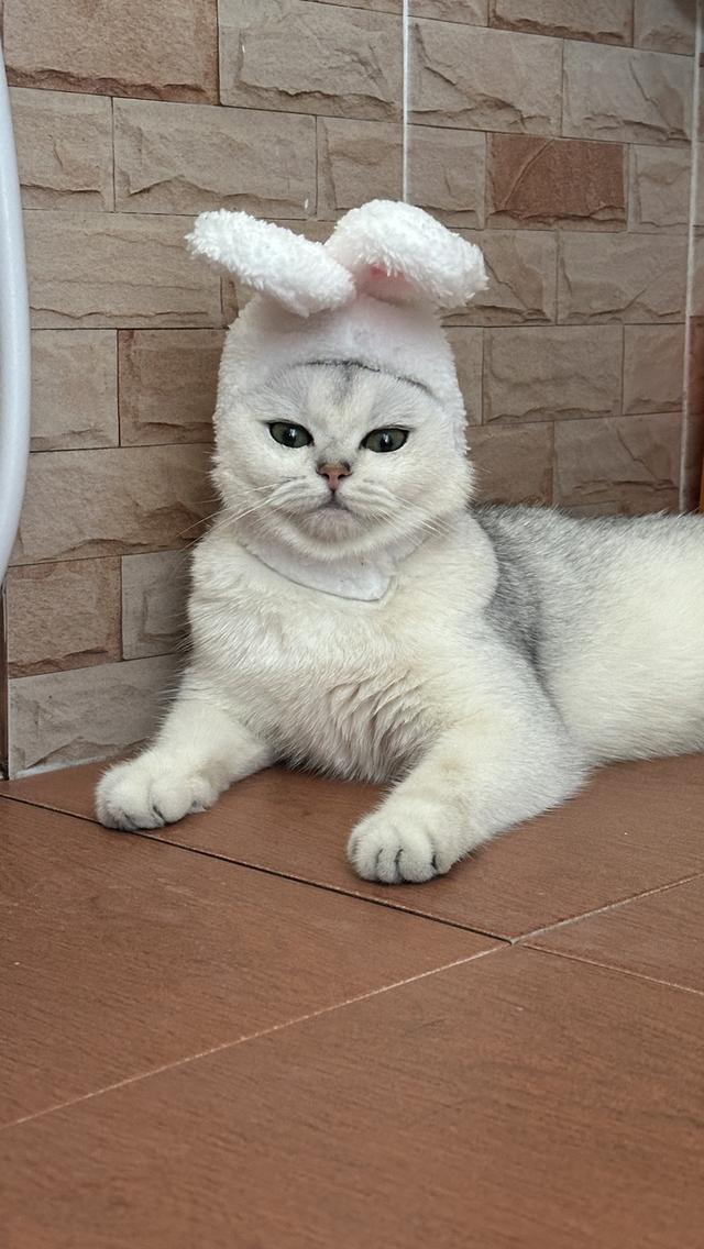 น้องแมวอเมริกัน ช็อตแฮร์ และบริติช ช็อตแฮร์ แท้ 💯 รูปที่ 10