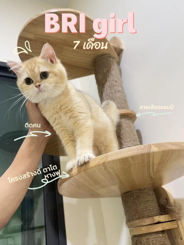 บริติส ผู้หญิง