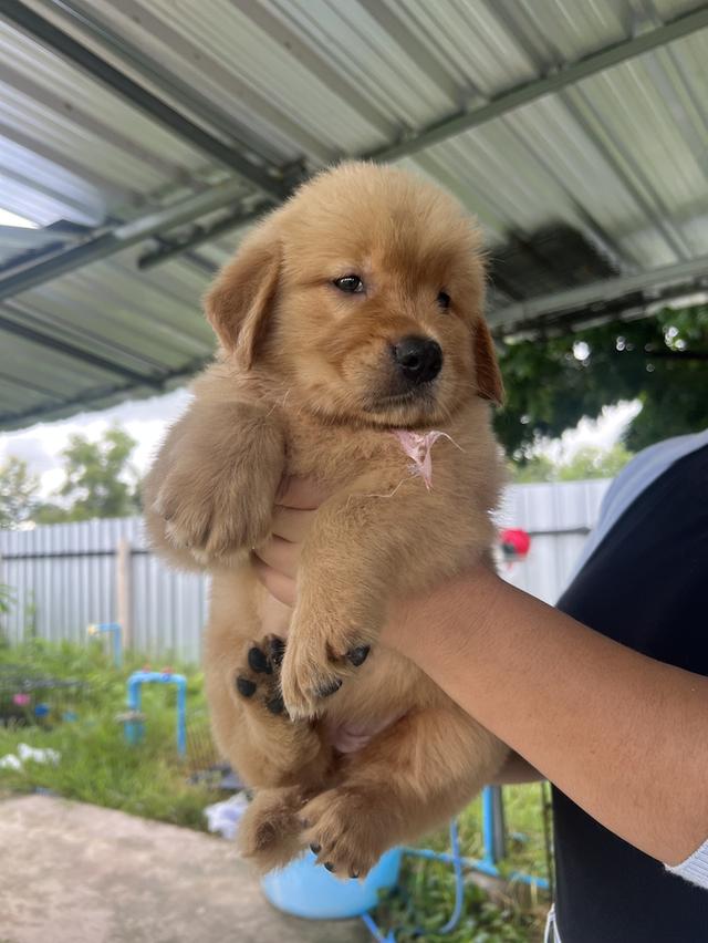 ลูกโกเด้นรีทรีพเวอร์