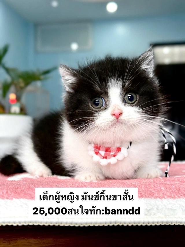 แมวมันช์กิ้น บริติช แร็กดอลรวมในนี้ทักได้เลยค่ะ รูปที่ 4