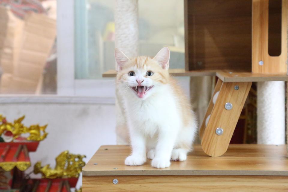 ลูกแมวบริติชหิมาลายันพร้อมย้ายบ้าน รูปที่ 12