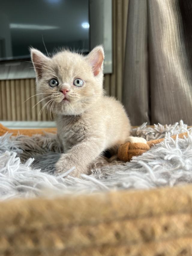 ลูกแมว บริติช ช็อตแฮร์ ใบเพ็ดนอกWCF(British Shorthair) 7