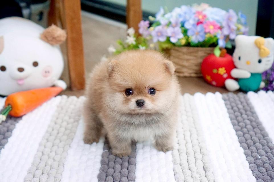 ลูกสุนัข ปอมเมอเรเนียน