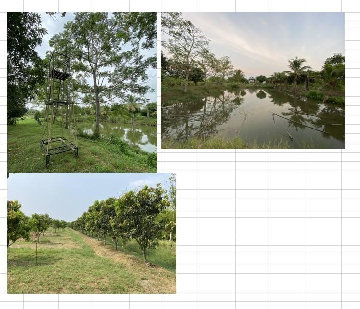 ที่ดิน บางพุทโธ ต.ตะลุง อ.เมือง จ.ลพบุรี 12ไร่2งาน มีสวน และบ้านพร้อมอยู่อาศัย 8
