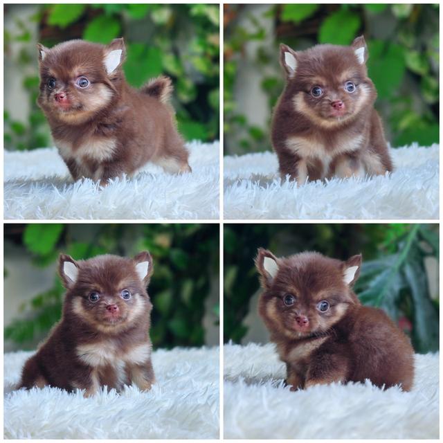 Chihuahuaสีช็อคเพศผู้