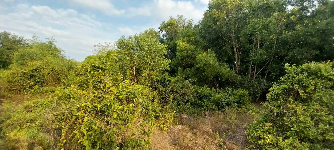 ที่ดินเปล่า จำนวน 1 ไร่ 2