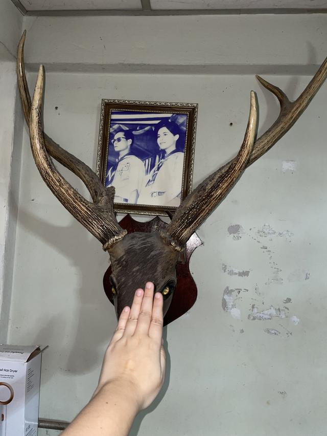 เขากวาง 2 คู่ ปี 1992