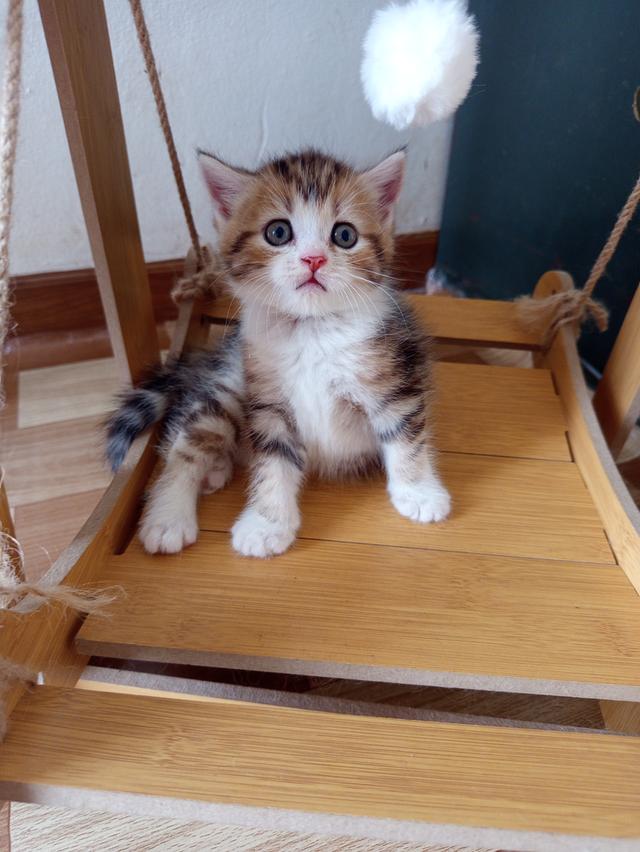 เปิดจองลูกแมว สก็อตติชแท้ รูปที่ 4