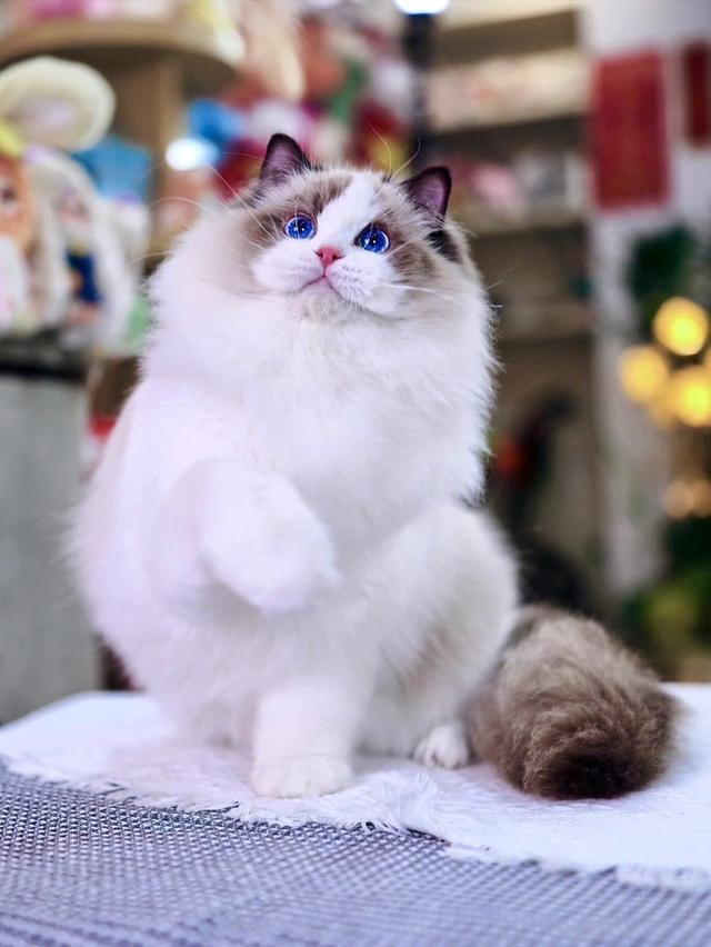 แมว Ragdoll ใบเพดwcf และรับนำเข้าแมวจาก ตปท.