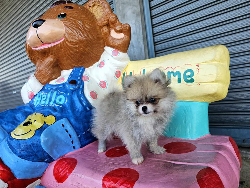 สุนัขพันธุ์ปอมเมอเรเนียน รูปที่ 3