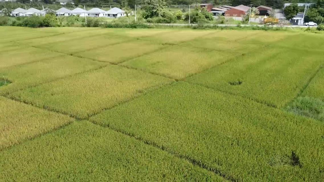 ขายที่ดินทำเลทอง อ.หางดง จ.เชียงใหม่ 1