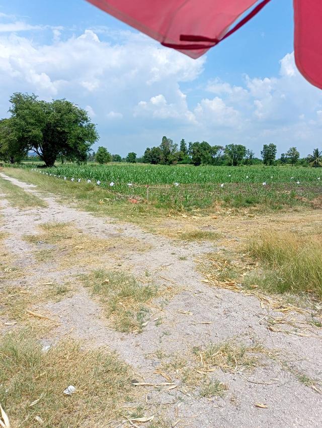 ที่ดินเปล่าแปลงเล็กราคาถูก 5