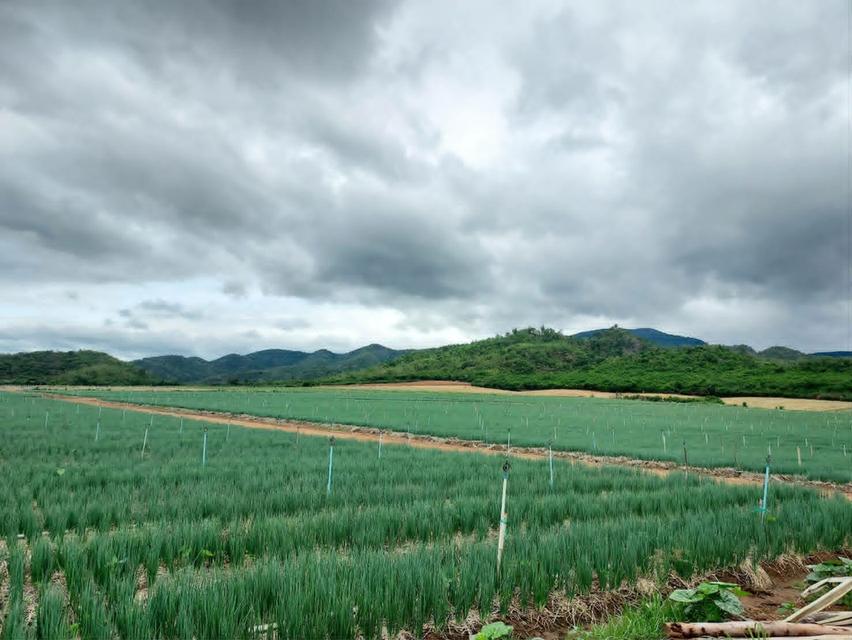 ขายที่ดินแถวจังหวัดกาญจบุรี ไร่ล่ะ 230000 3