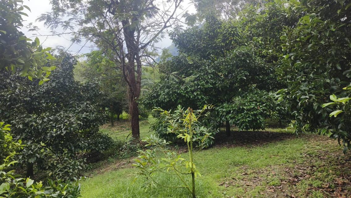 ขายด่วนที่ดิน ติดถนนดำ วิวเขา 7