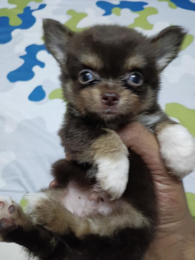 ชิวาวา