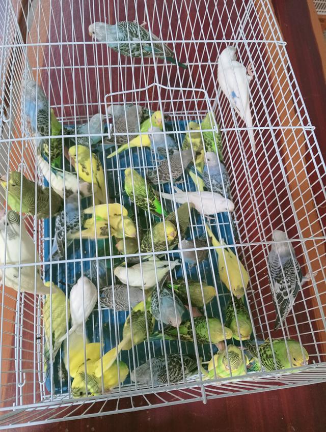 นกหงษ์หยก,นกเลิฟเบิร์ด