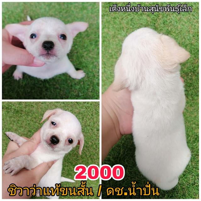 ชิวาว่าเเท้ขนสั้น ขนยาว พร้อมย้าย 11