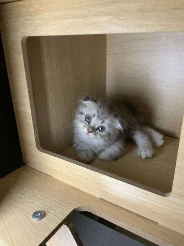 น้องแมวสกอตติชแท้ เจ้าของเลี้ยงเอง หาบ้านให้น้อง ขอค่าเทอมนิดเดียว รูปที่ 3