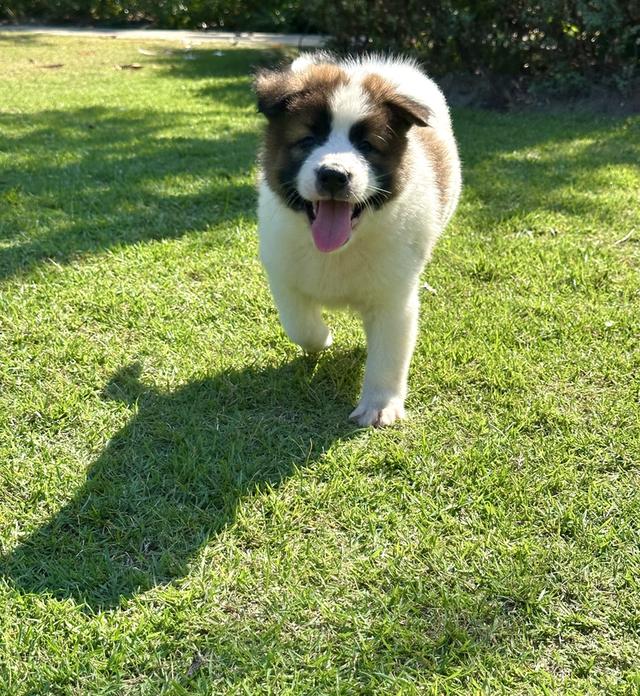 ลูกหมาบางแก้ว พร้อมย้ายบ้าน ว่าง ช1 ญ1 รูปที่ 6