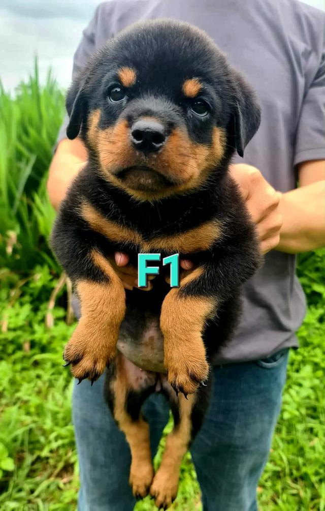 ลูกสุนัข Rottweiler พันธุ์แท้ 12