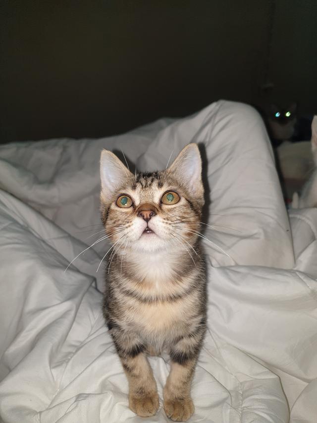 ขายแมวเด็กเพศผู้ 2