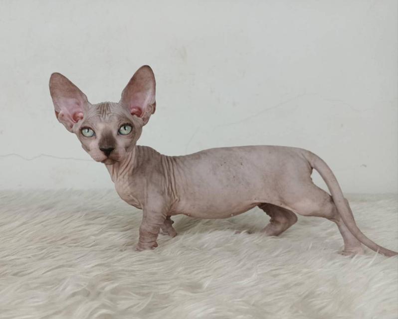 37.แมวแบมบิโน่/เพศผู้ หาบ้าน Bambino Cat/Male looking for a new home