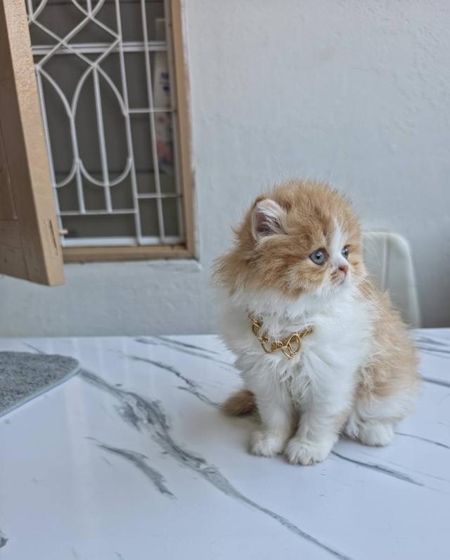 ลูกแมวเปอร์เซีย หน้าบี้หน้าหล่น หน้าตุ๊กตา เปิดกล้องดูเด็กๆได้ค่ะ รูปที่ 3