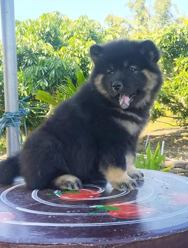 ลูกผสม เชาๆ-ไซบีเรียน