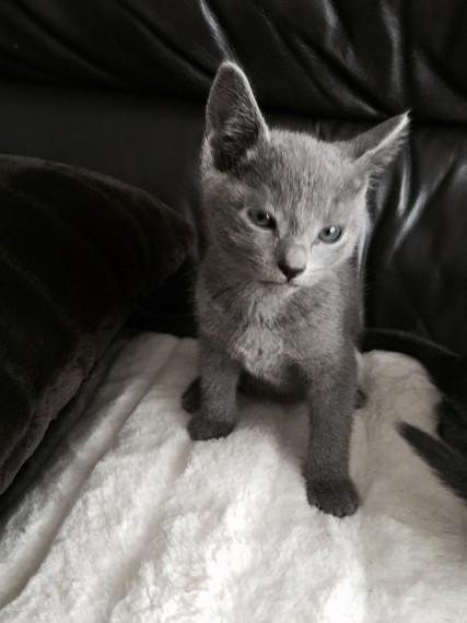 Russian Blue Kittens  WhatsApp me : +66 63 826 3042