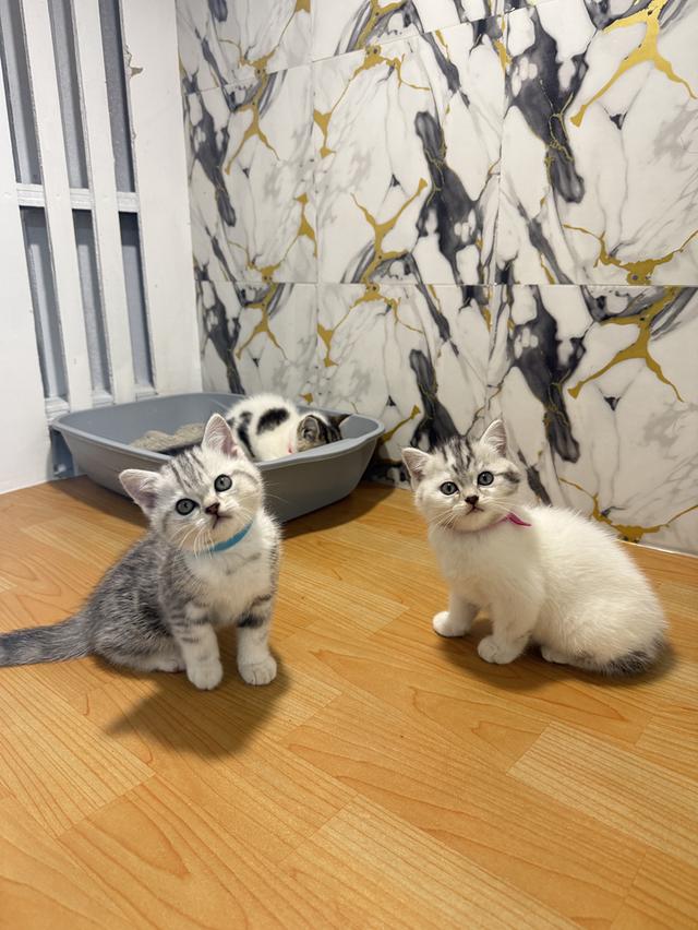 แมวพันธุ์สก๊อตติชแท้ รูปที่ 4