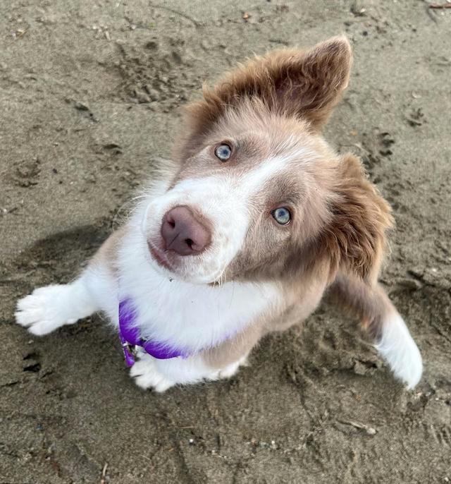 หาบ้านให้น้อง Border Collie พันธุ์แท้ 100% 4