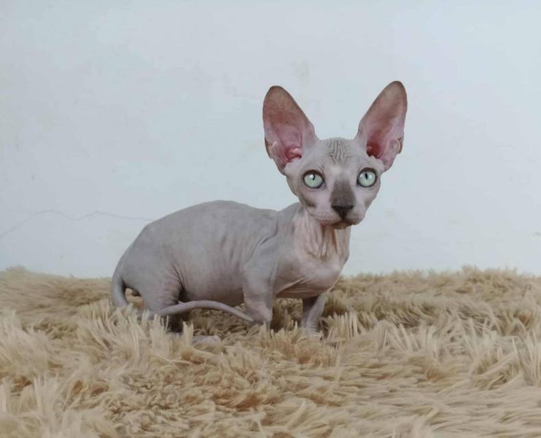 37.แมวแบมบิโน่/เพศผู้ Bambino Cat/Male 7