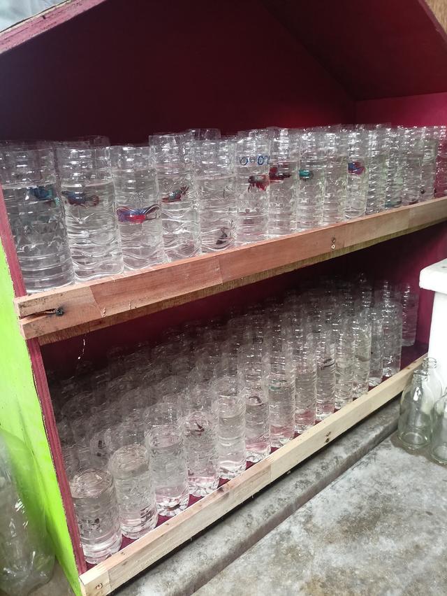 ปลากัดสวยงามราคาส่ง เริ่มต้นที่ 20 8