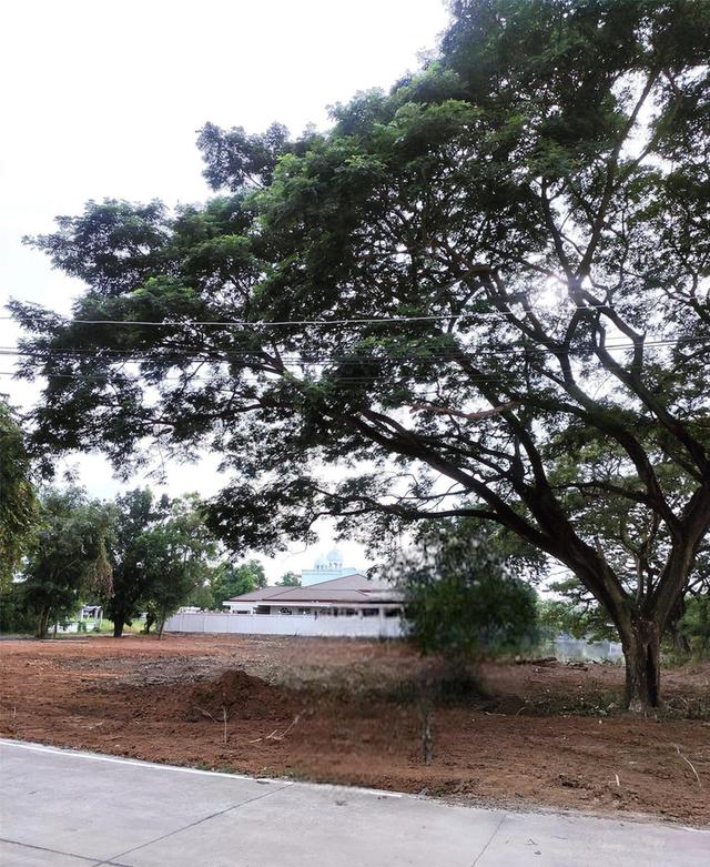 ขายที่ดินแม่น้ำเจ้าพระยา อ.สามโคก จ.ปทุมธานี 6