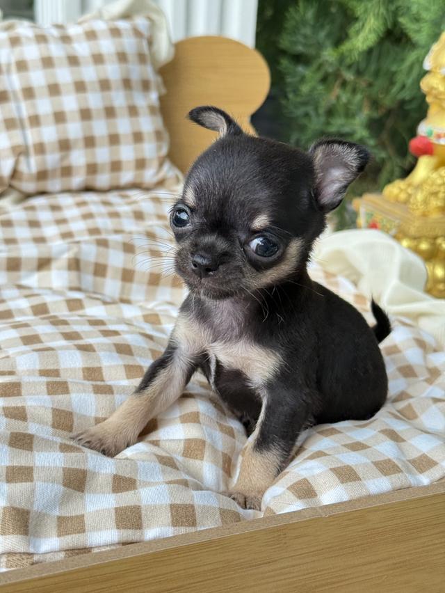 ชิวาว่าทีคัพ เด็กหญิง  ไซส์ทีคัพ น้ำหนัก 0.4ขีด 6