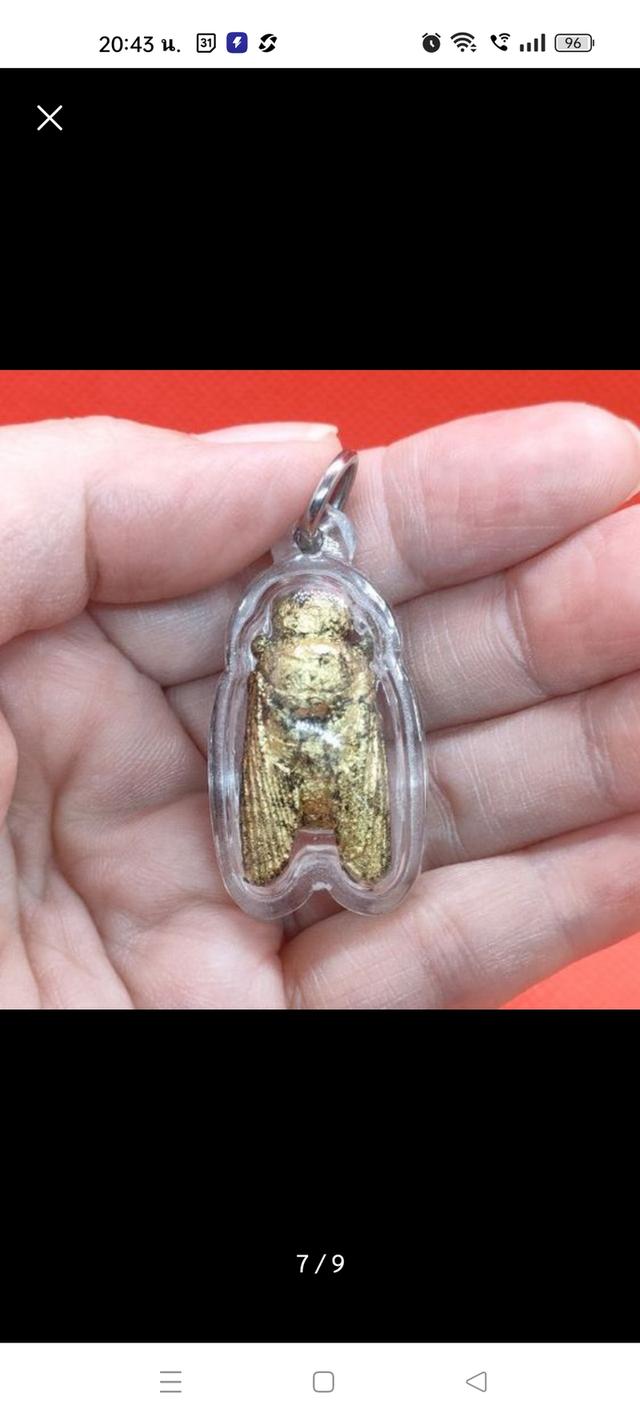 แมลงภู่คำไม้ดุมล้อเกวียน จากประเทศพม่า รูปที่ 5