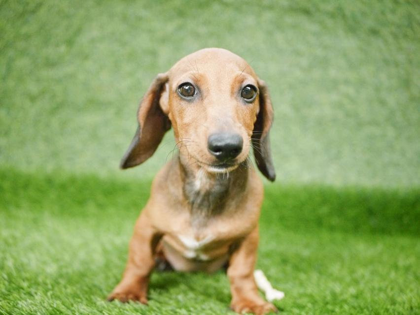 สาวน้อย ดัชชุน ขนสั้น ไซส์มินิ