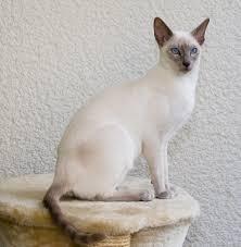 แมววิเชียรมาศSiamese cat 4