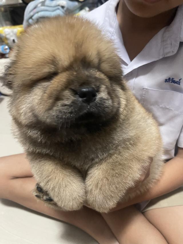 หมาเชาว์เชาว์แท้ 100% รูปย่อยที่ 2